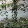 река Мацеста полна сероводородом